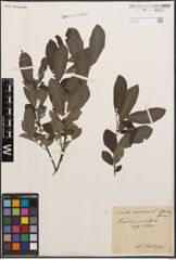 Foto von Salix cinerea L.